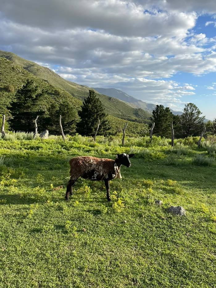 Puesto Ferreyra - foto 1