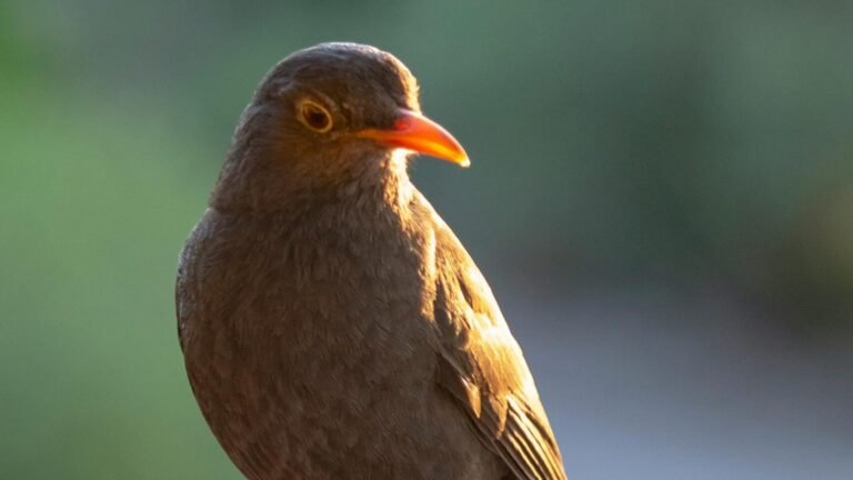 A stunning glossy blackbird perched on a wooden rail in afternoon sunlight, Merlo, Argentina.